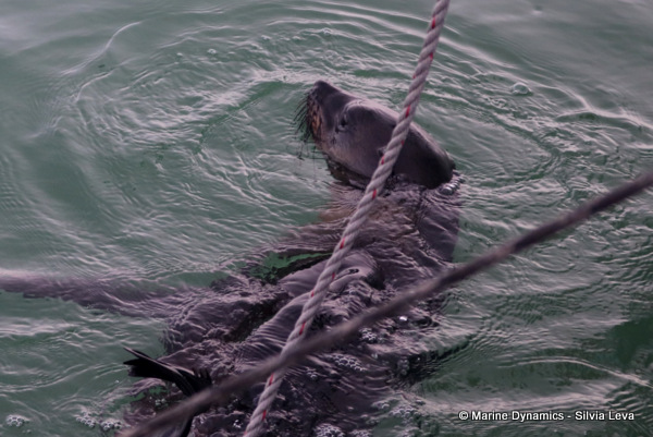 cape fur seal, South Africa