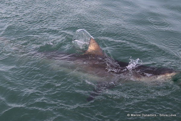 Bronze Whaler shark, South Africa