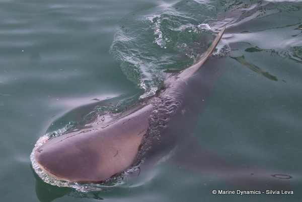 Bronze whaler shark, South Africa