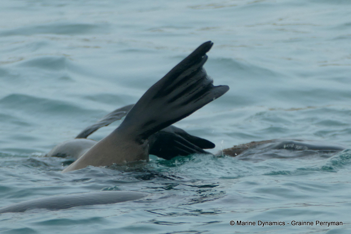 Cape fur seal, South Africa