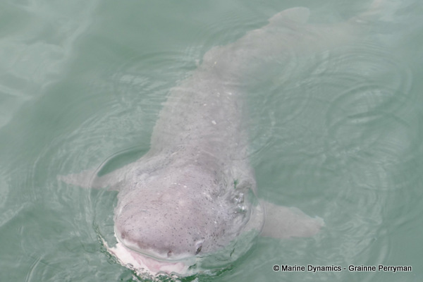 7gill shark, South Africa