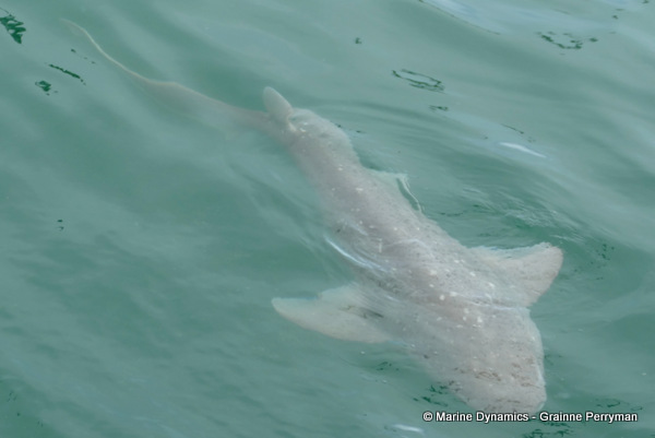 Broadnose sevengill shark, South Africa