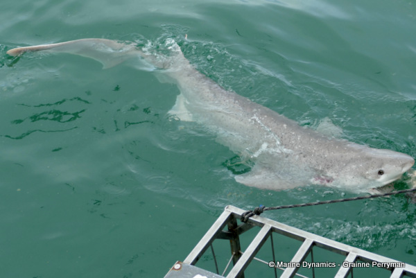 Broadnose sevengill shark, South Africa