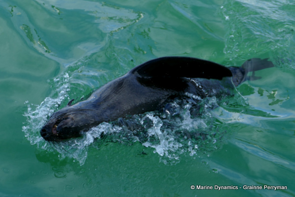 Cape fur seal, South Africa