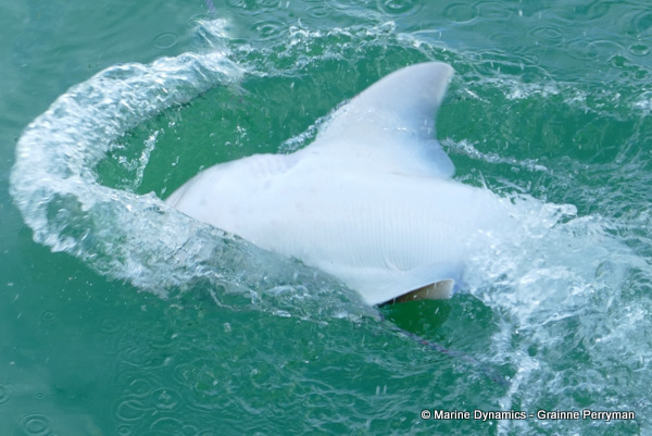 Sevengill shark, South Africa