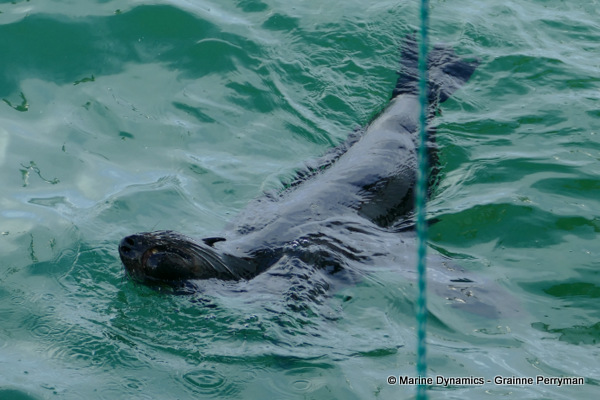 Sevengill shark, South Africa