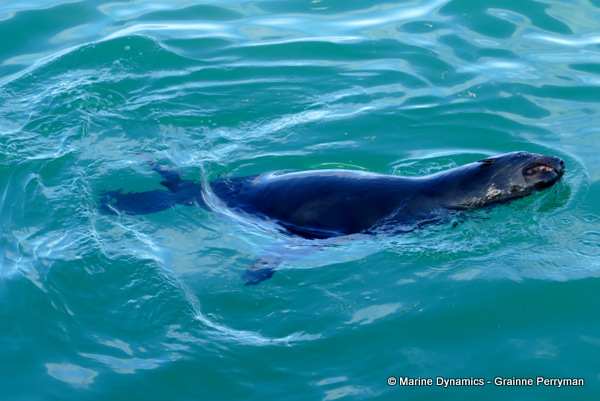 Cape fur seal, South Africa