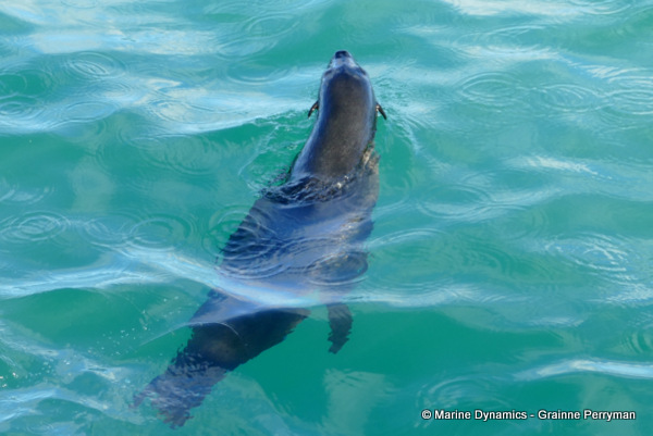 Cape fur seal, South Africa