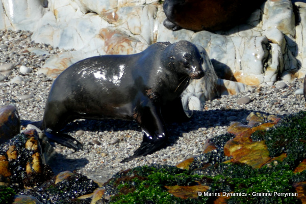 Cape fur seal, South Africa