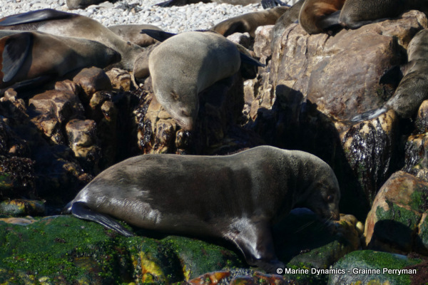 Cape fur seal, South Africa