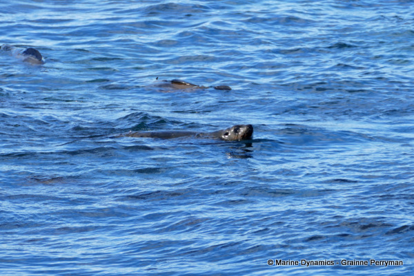 Cape fur seal, South Africa