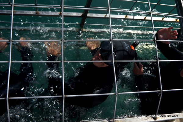 Shark cage diving, South Africa