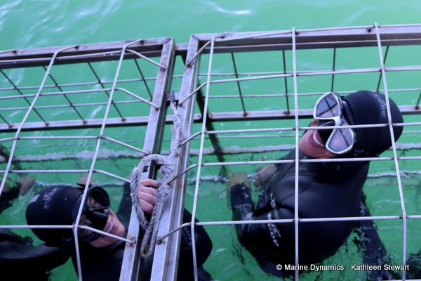 Shark cage diving, South Africa