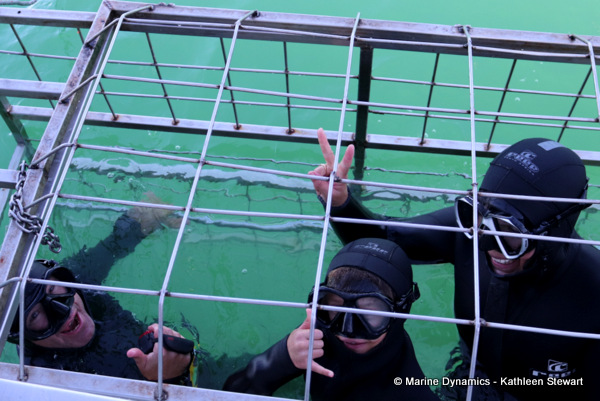 Shark cage diving, South Africa