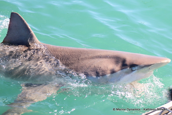 Bronze whaler shark, South Africa