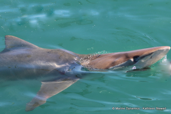 Bronze whaler shark, South Africa