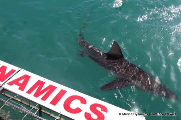 Bronze whaler shark, South Africa