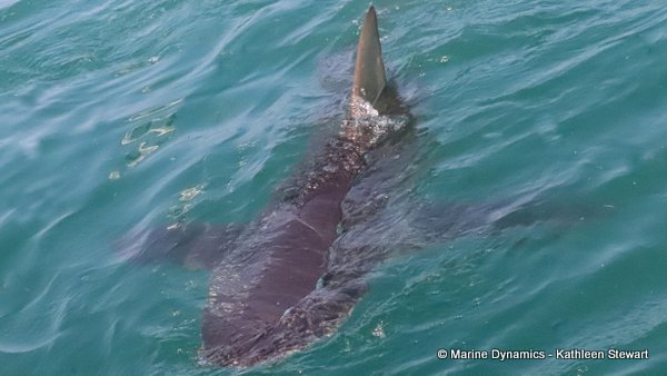 Bronze Whaler Shark, South Africa