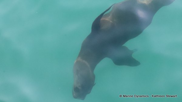 Cape Fur Seal, South Africa