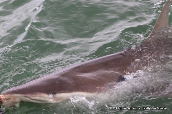 Bronze whaler shark, South Africa