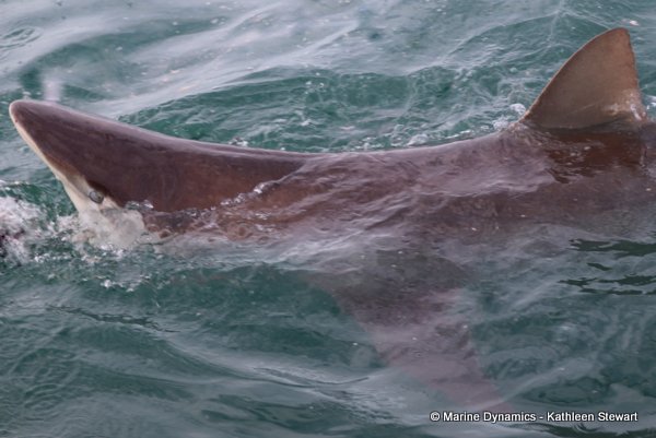 Bronze whaler shark, South Africa