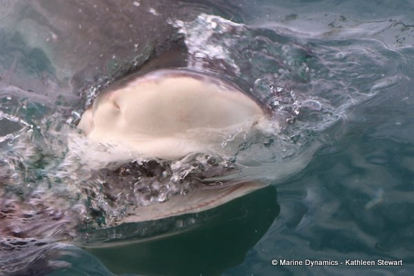 Bronze whaler shark, South Africa
