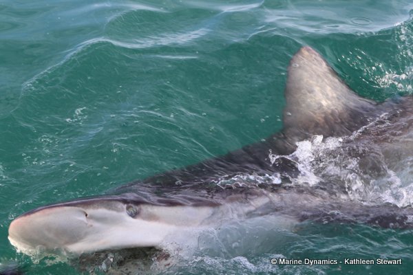 Bronze whaler shark, South Africa
