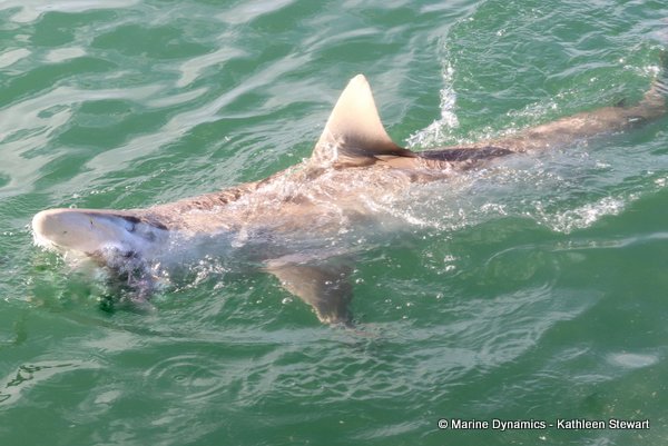 Bronze whaler shark, South Africa