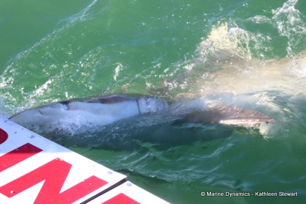 Bronze whaler shark, South Africa