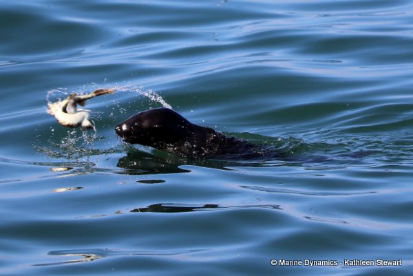 Cape fur seal, South Africa