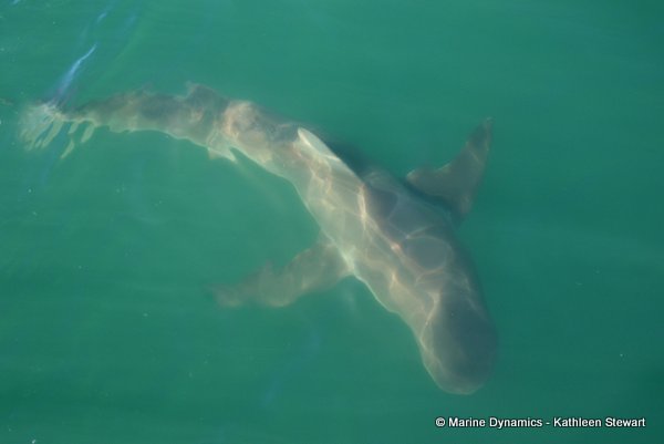 Bronze whaler shark, South Africa
