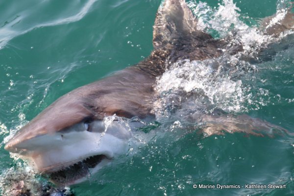 Bronze whaler shark, South Africa