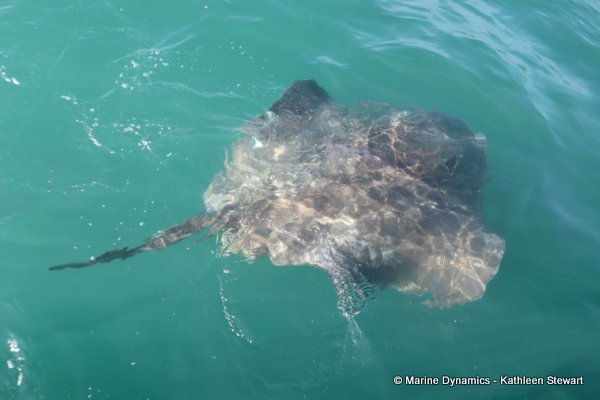 Short Tailed Stingray, South Africa