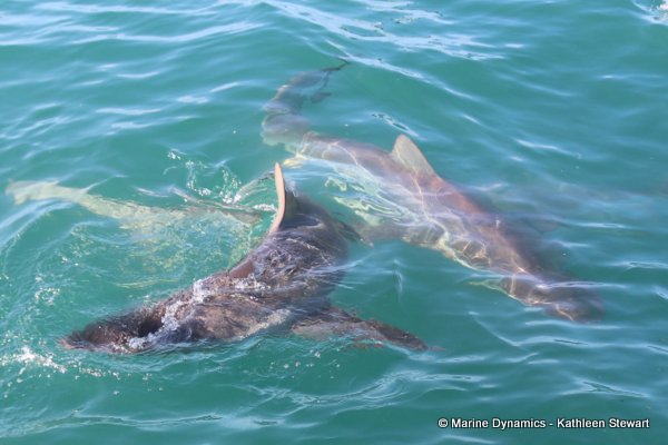 Bronze whaler shark, South Africa