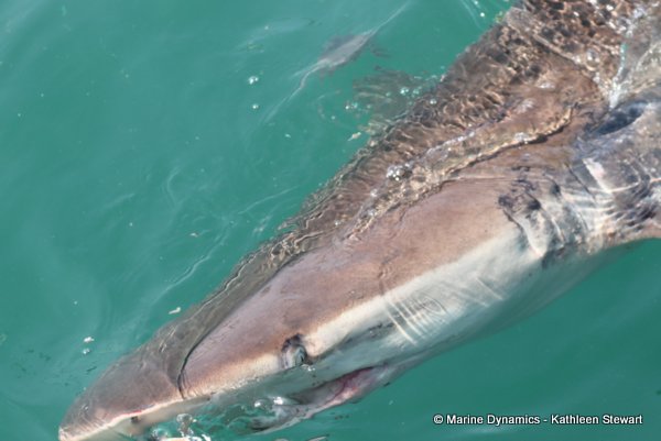 Bronze whaler shark, South Africa