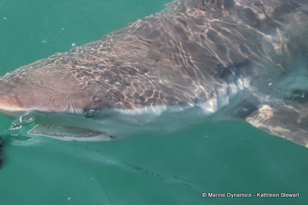 Bronze whaler shark, South Africa