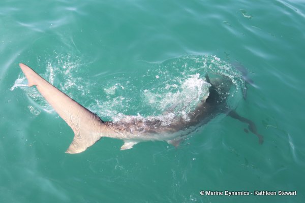 Bronze whaler shark, South Africa