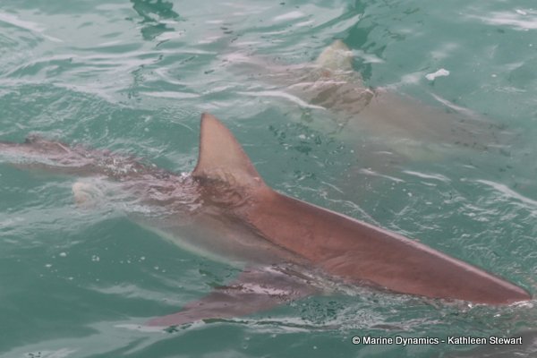 Bronze whaler shark, South Africa