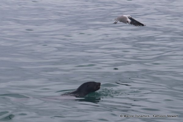 Cape Fur Seal, South Africa