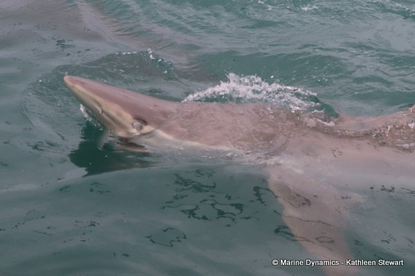 Bronze whaler shark, South Africa