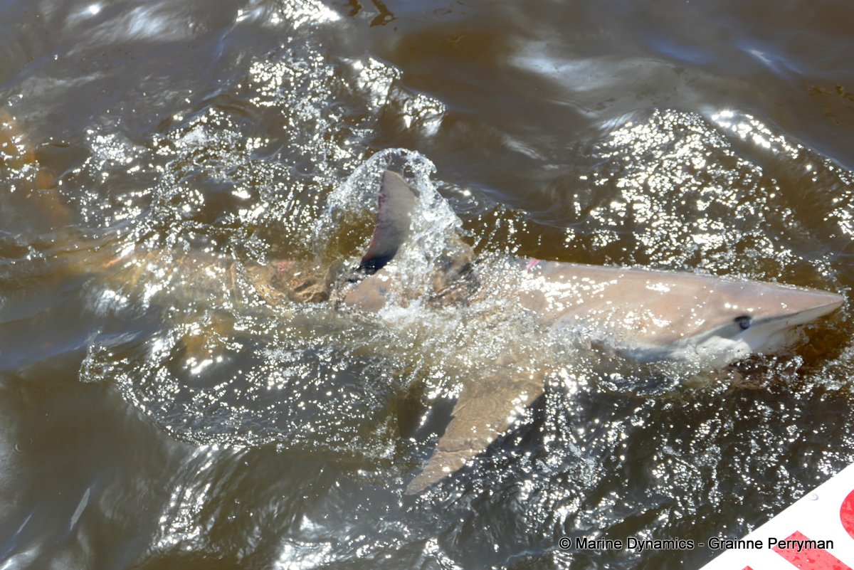 Bronze whaler shark, South Africa