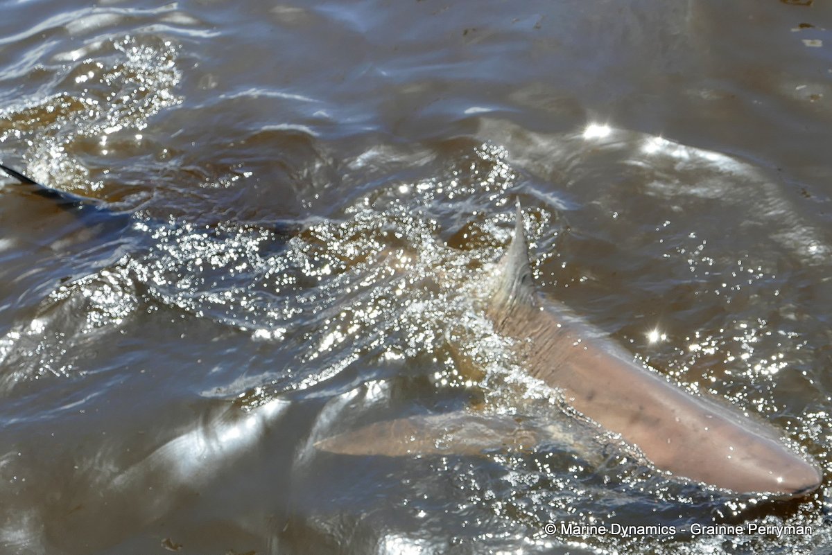 Bronze whaler shark, South Africa