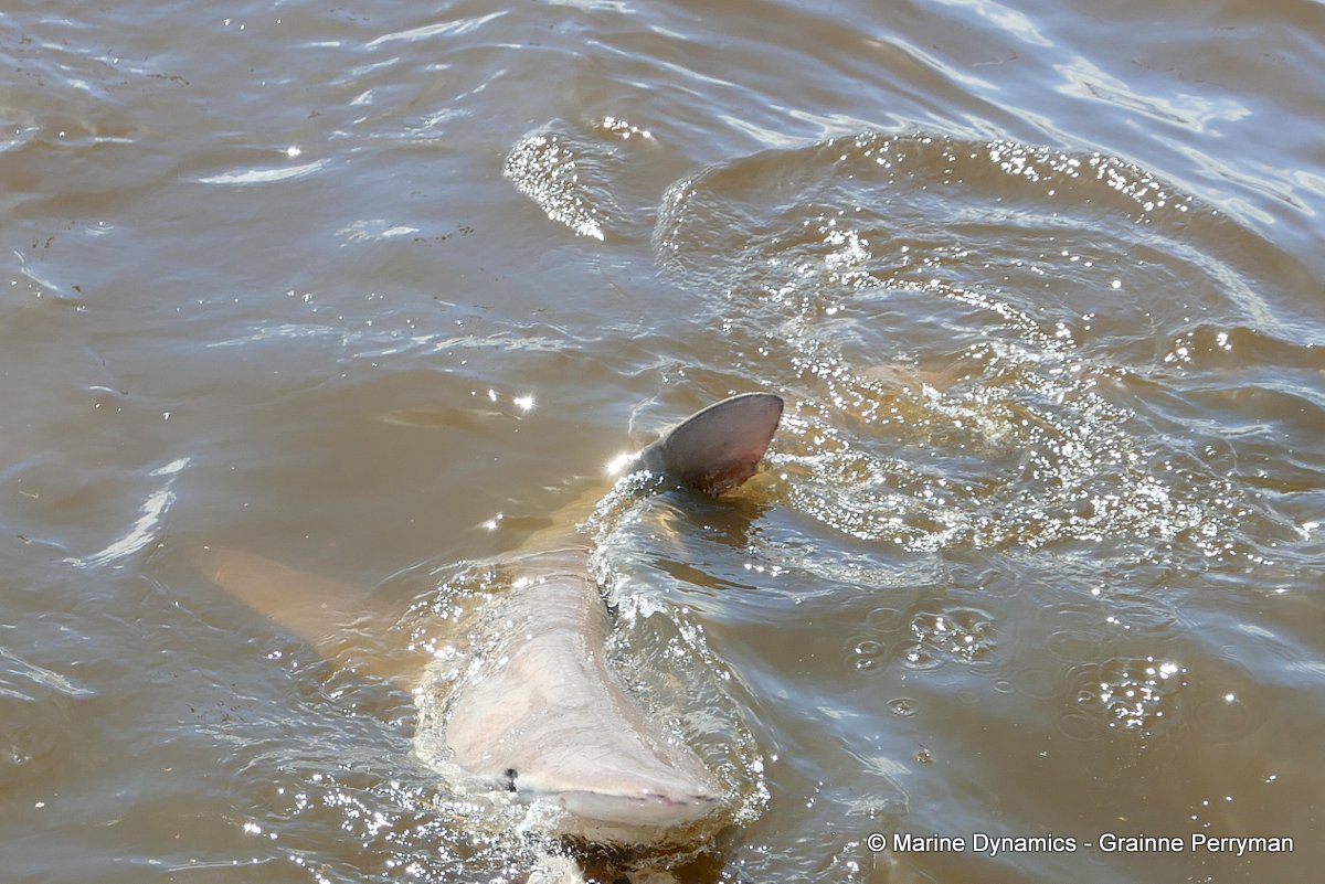 Bronze whaler shark, South Africa