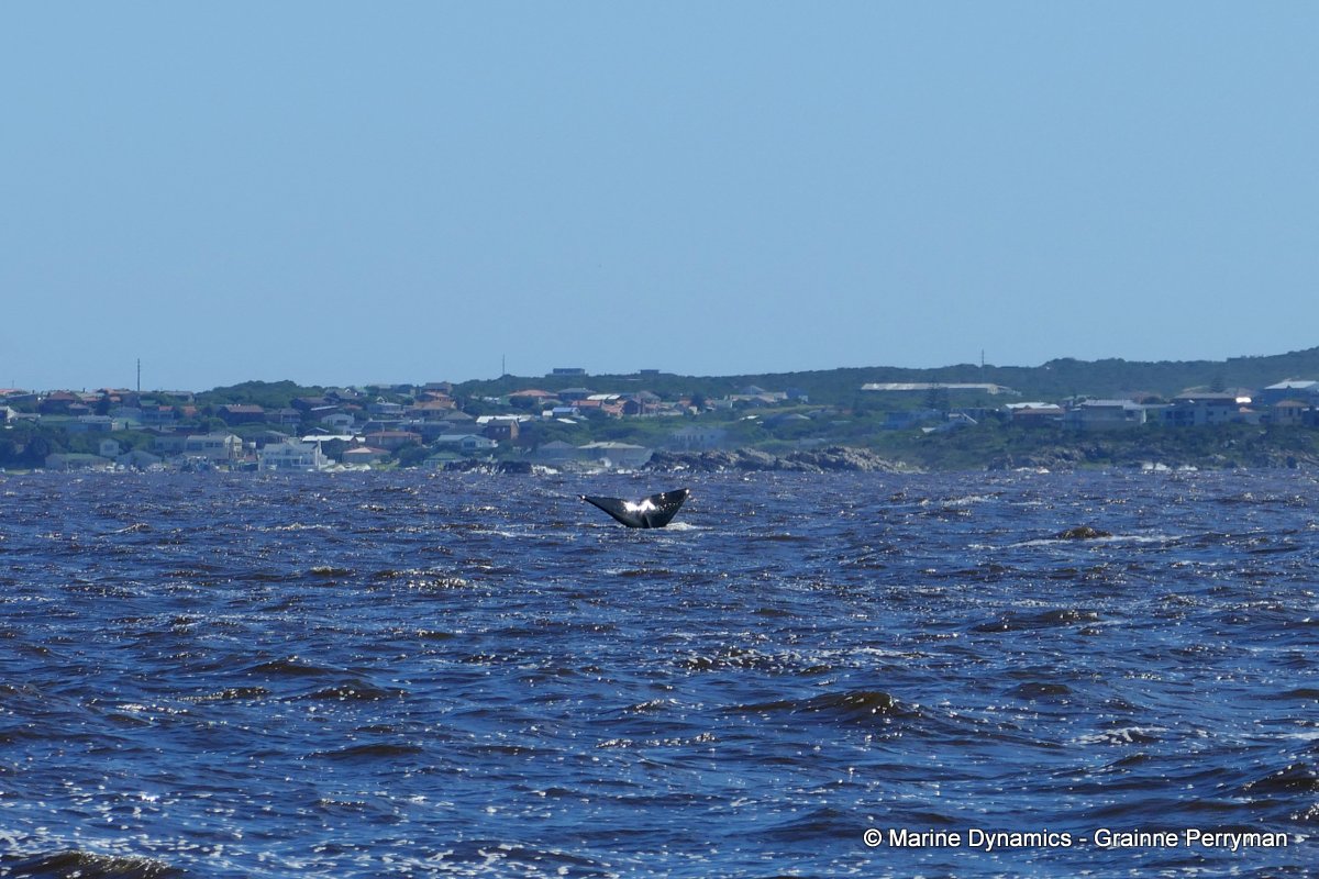 Southern right whale, South Africa