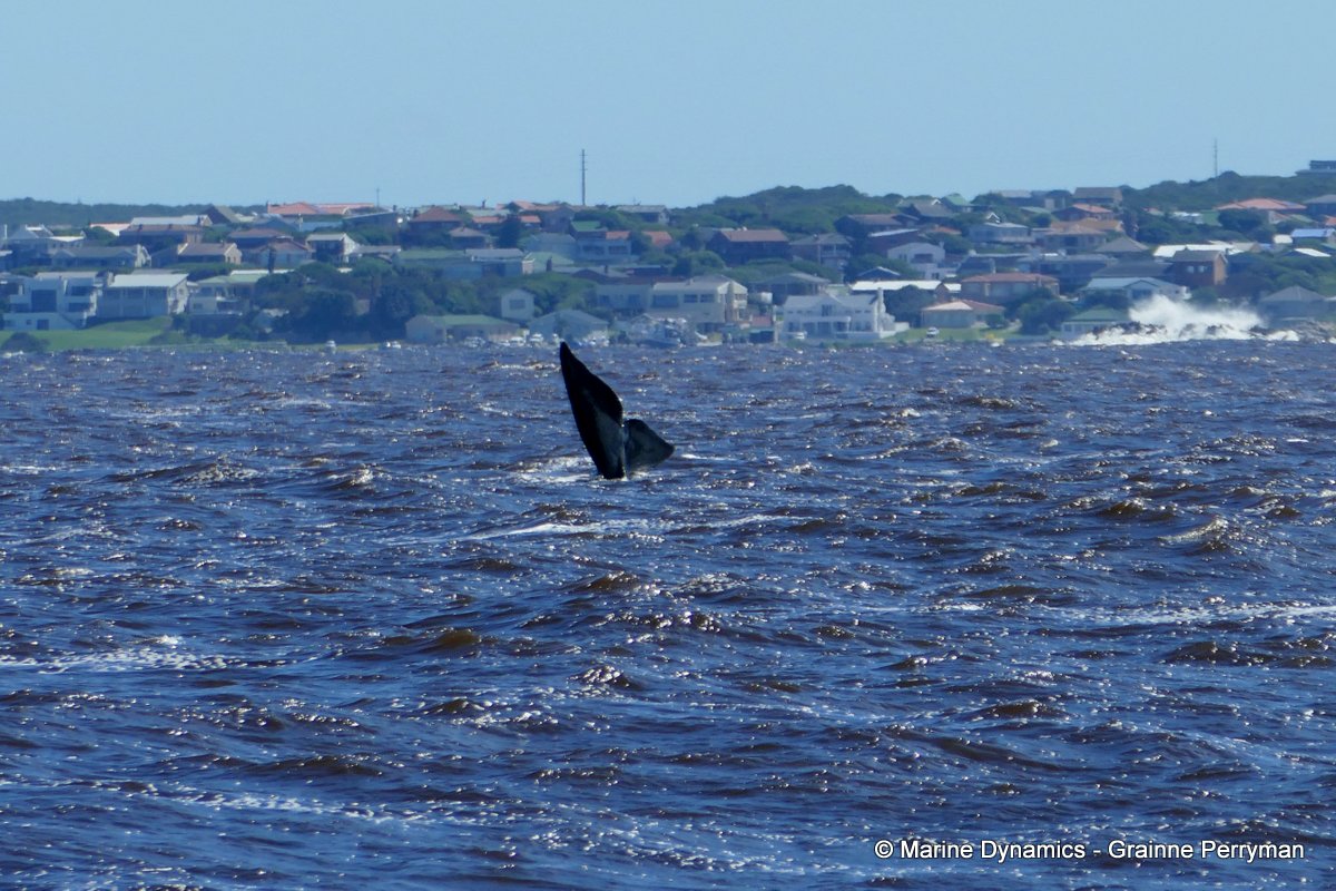 Southern right whale, South Africa
