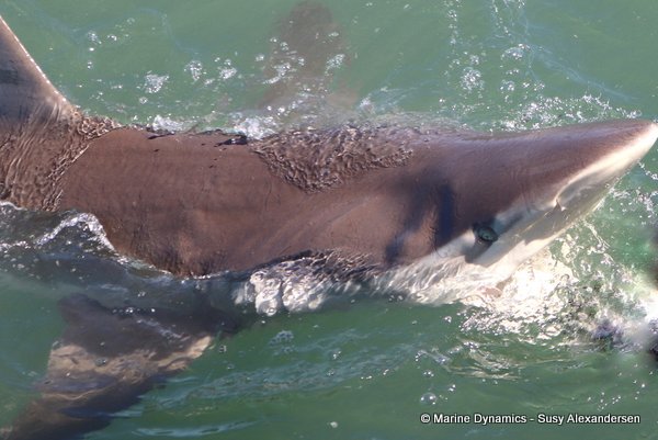 Bronze whaler shark, South africa