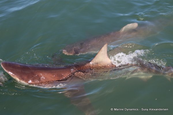 Bronze whaler shark, South africa