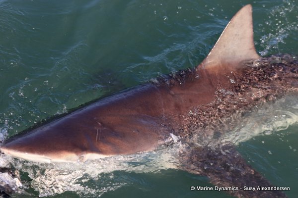 Bronze whaler shark, South africa