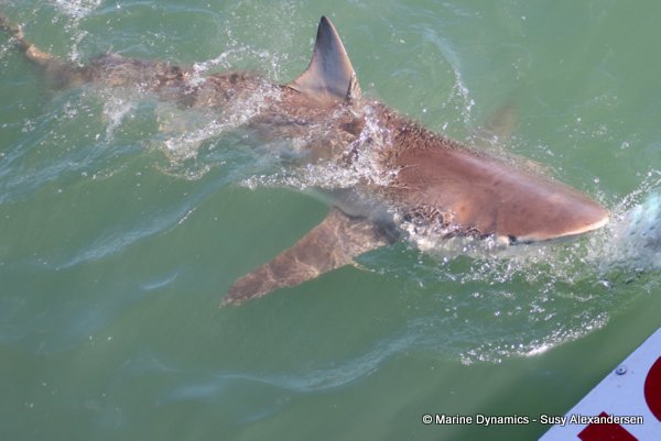 Bronze whaler shark, South africa