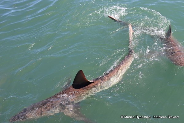 Bronze whaler shark, South Africa